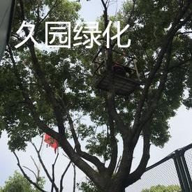 绿化树木修剪